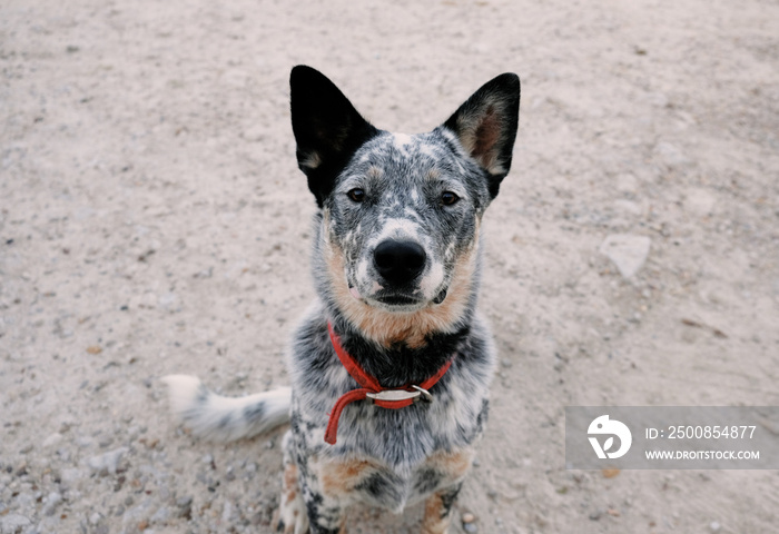 Dappled blue heeler cattle dog sitting on gravel.