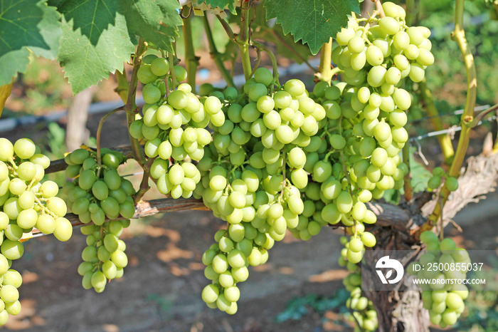 Bunches of white grapes on the vineyard