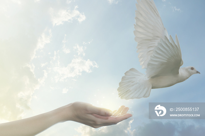 Pair of hand releasing white pigeon bird freedom wings flying on blue sky background.