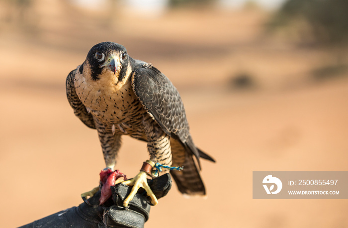 Peregrine falcon sitting on a hand of its trainer