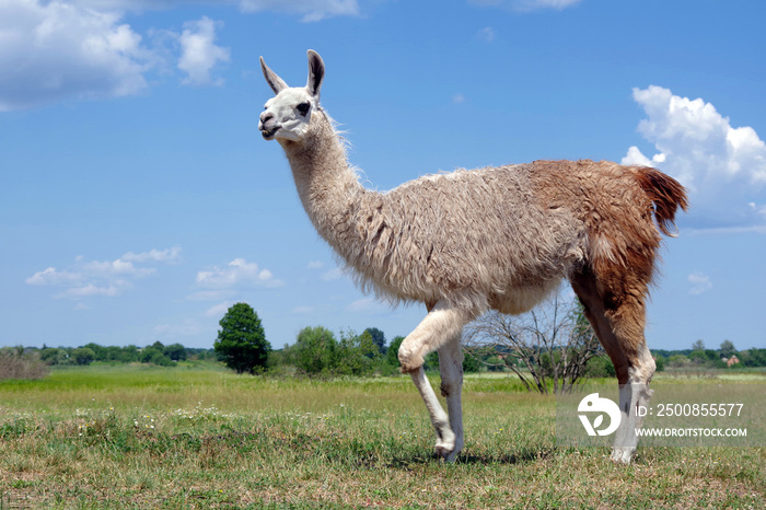 lama grazing in the meadow. graceful llama on the field. llama at the farm