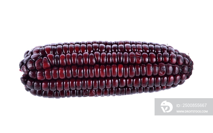 purple corn on white background