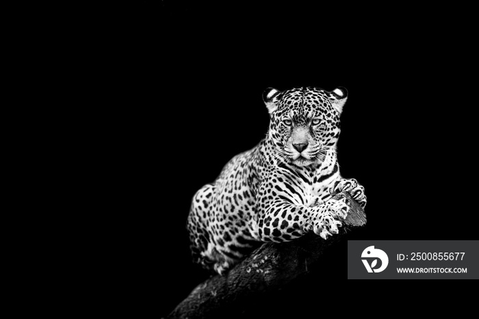 Jaguar with a black background