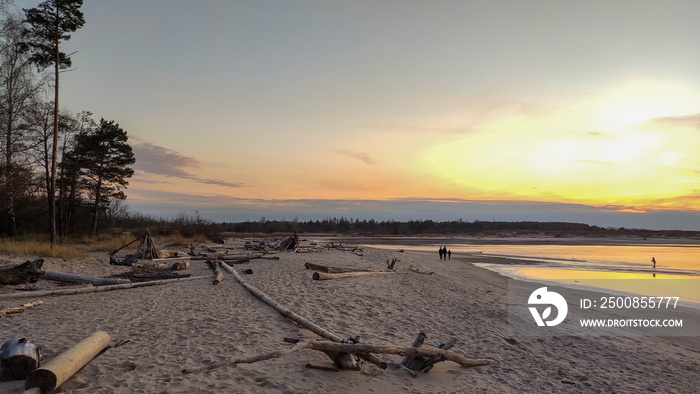 The Gauja River Flows Into the Baltic Sea Sea Gulf of Riga. Broken Pines After Storm and Washed Up Shore. Tree Trunks Washed a Shore in the Beach Coast With Eroded Beach