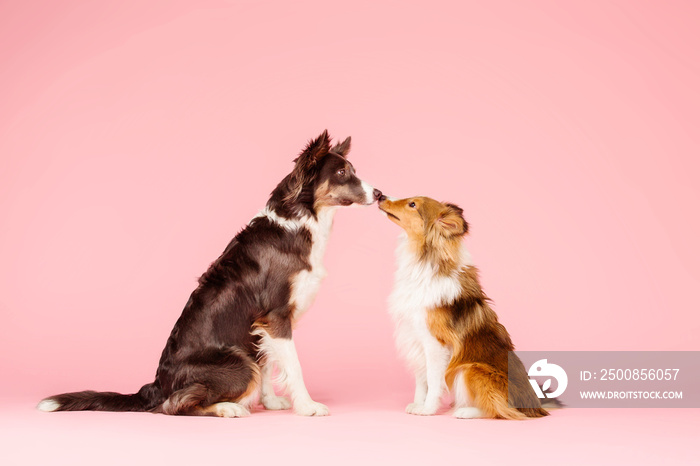 Border Collie dog and Shetland Sheepdog dog in the photo studio on pink background