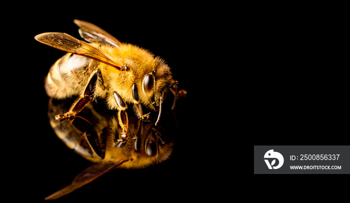 Honey bee macro, isolated on black background. Bee concept. Copy space on right