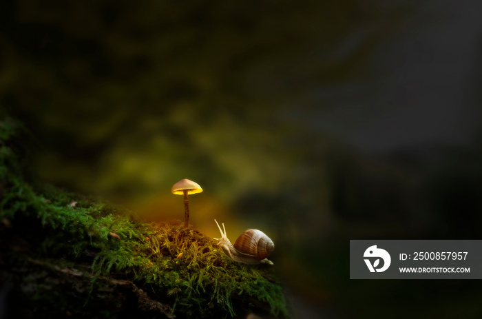 Fantasy forest with slug and glowing mushroom