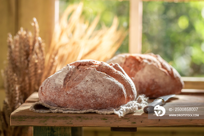 Healthy loaf of bread with grain and ears in summer