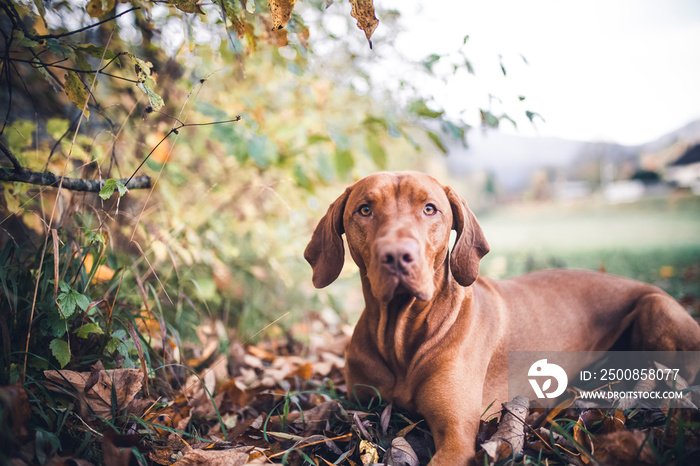 Magyar vizla in autumn . Dog lying on leaves.