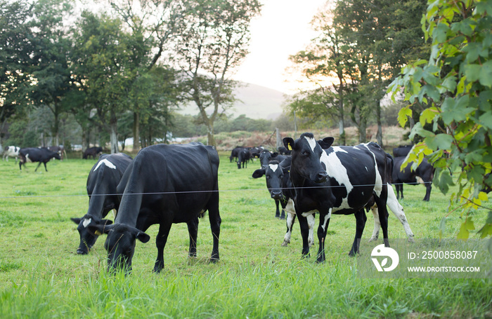 Cows in the field eating grass and being natural.