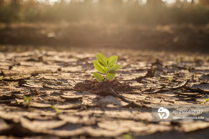 Green plant grow on dry cracked mud fight with extreme hot of sunlight on summer metaphor environmental and climate change