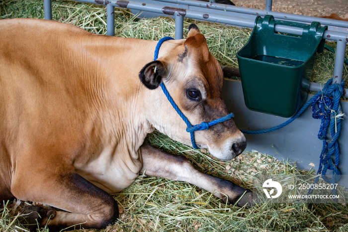 Brown and Cream Cow with a Blue Halter Sits by a Water Trough at the San Diego County Fair, California, USA