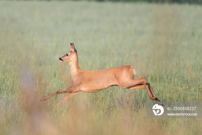 red deer running in the grass