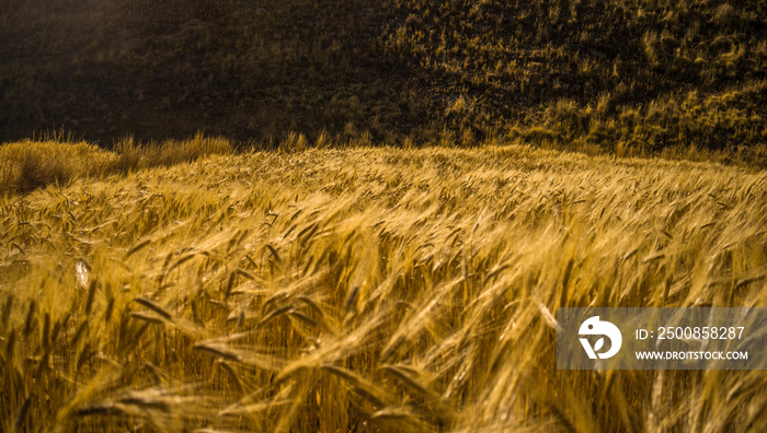 yellow wheat in the foreground with distant mountain in yanaoca, cusco, peru