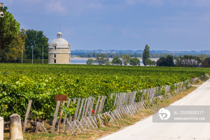 Typical vineyards near Chateau Latour, Bordeaux, Aquitaine, France