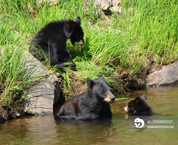 black bear family swimming in the south platte river on a sunny summer day in waterton canyon,  near littleton, colorado