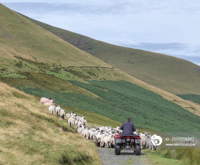 Farmer herding sheep using quad bike and dogs