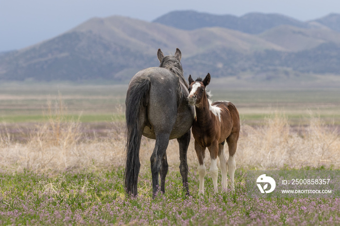 Wild Horse Mare and Foal in the Utah Desert