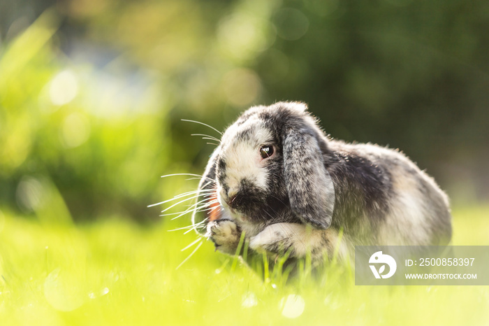 A cute dwarf rabbit sitting in a meadow and cleaning its fur