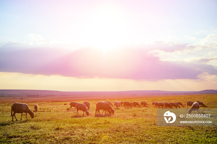 Flock of sheep grazing on meadow at sunset