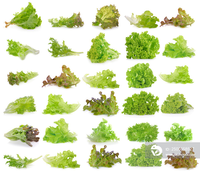 Fresh  lettuce leaves isolated on white background.