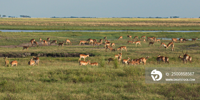 Impala antelopes in Bwabwata National Park in Namibia in Africa