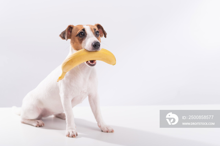 Jack russell terrier dog holds a banana in his mouth on a white background. Copyspace