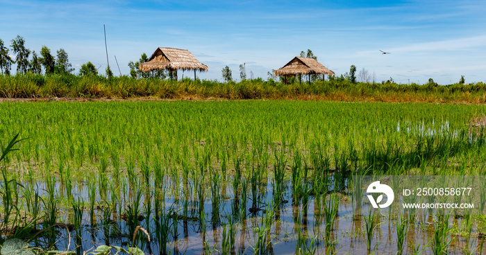 Thailand Rice Paddy Fields