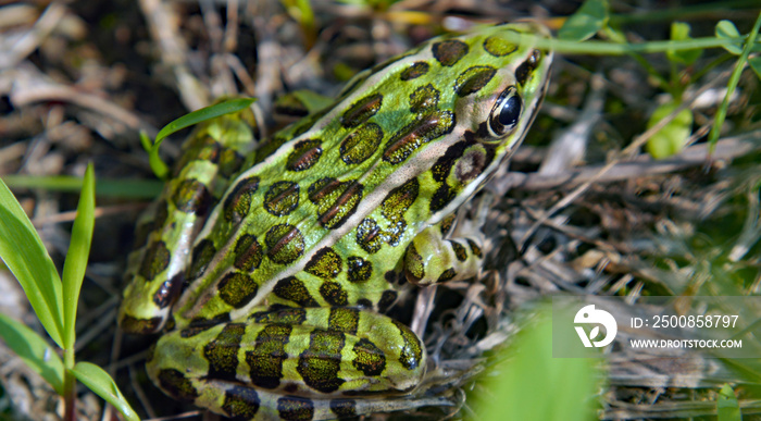 Close-up of a northern leopard frog sitting in the grass.