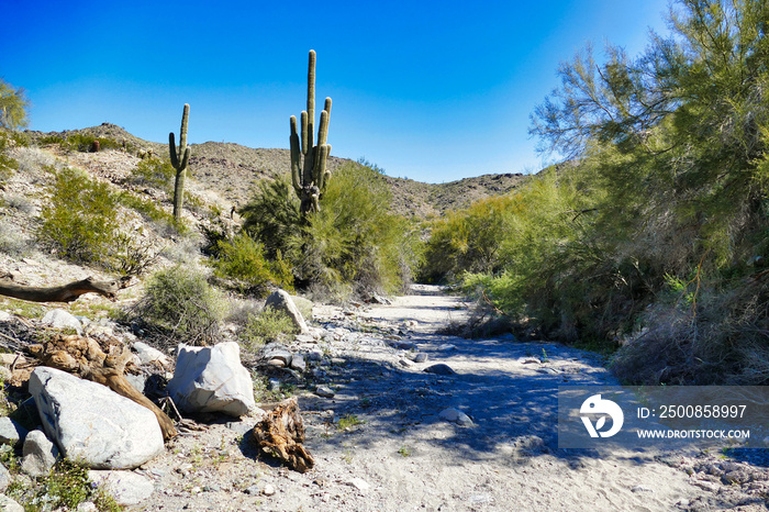 Dry riverbed with saguaros and green trees in the desert park Skyline Regional Park, Buckeye, Arizona, USA