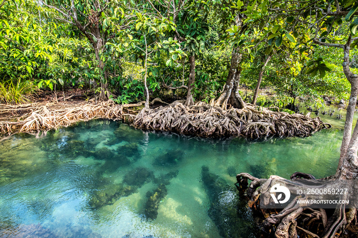 Clear stream in mangrove forests, Krabi province Thailand.