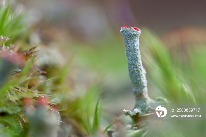 Lichen Cladonia in close view