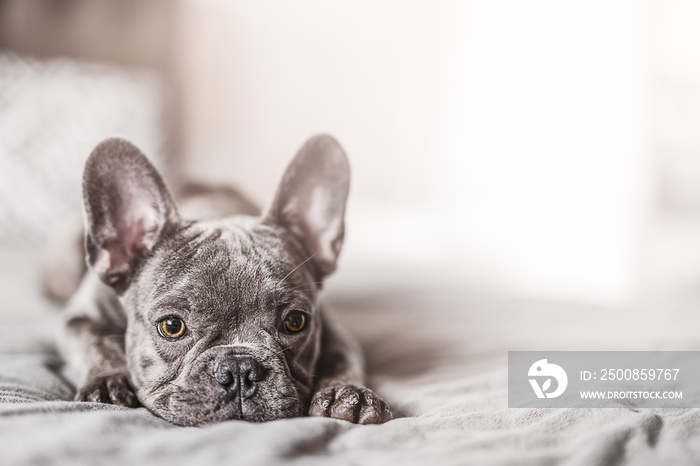 French Bulldog dog on the bed at home.