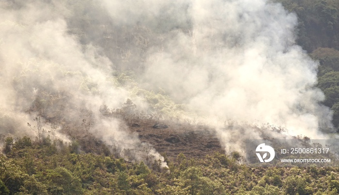 Burning Cloud Forest