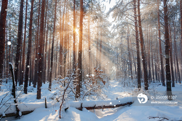 Fantastic landscape glowing by sunlight. Natural park. Carpathian, Ukraine, Europe. Beauty world. Happy New Year!!