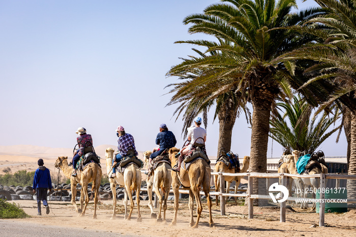 Camel Rides in the Namib Desert in Namibia. Popular tourist attraction in Swakopmund. Namibia. Africa.