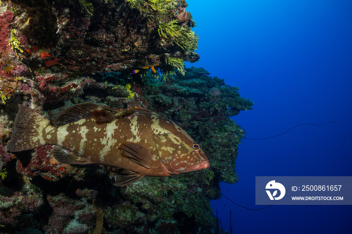 A classic shot of a nassau grouper within the perfectly vertical drop of Bloody Bay Wall in Little Cayman. Scuba divers from all over the world travel to this Caribbean destination to see wildlife