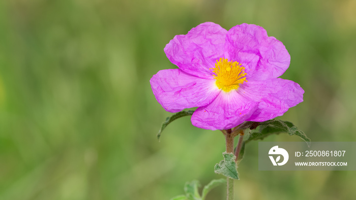 wild plants. self-growing pink flowers in nature.