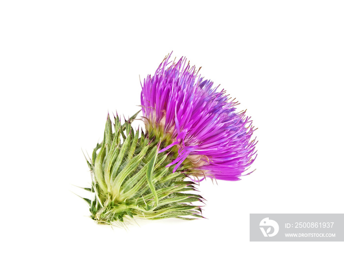 Milk thistle flower isolated on a white background