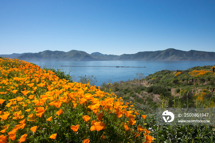 Field of golden poppies near the Diamond Valley Lake near Hemet California