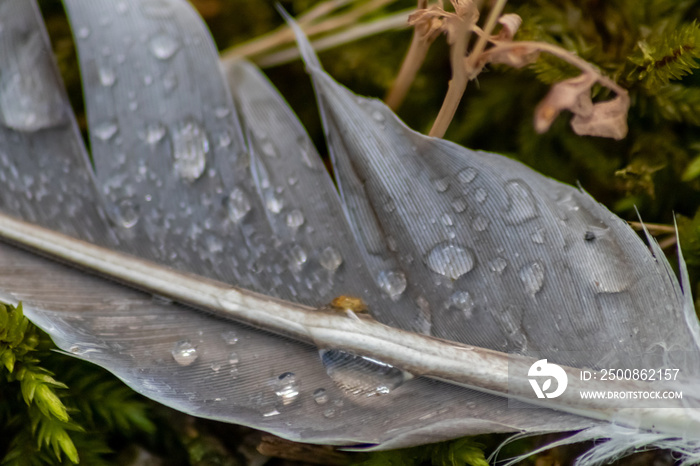 Grey feather with raindrops after heavy rain on a rainy day shows the feather structure in macro view with many details and close-up view isolated lying on wet moss and grass of dove or goose