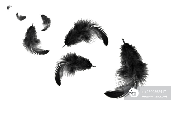 abstract, black feathers floating in the air, isolated on white background