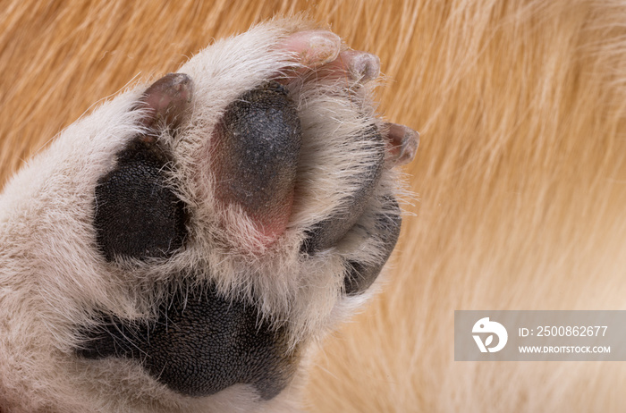 dog paw close up, macro