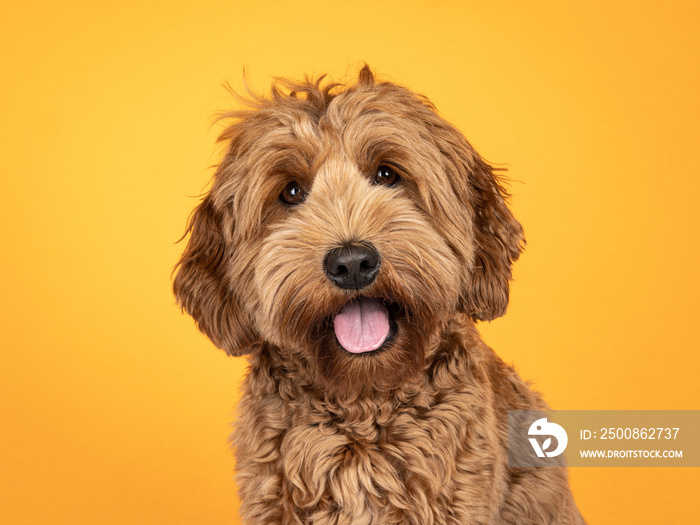 Landscape orientation head shot of sweet brown Cobberdog aka Labradoodle dog, sitting up facing front. Looking straight to camera. Isolated on sunflower yellow background.