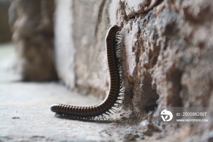 A black and orange banded millipede climbing up a wall in China (on the Great Wall of China)