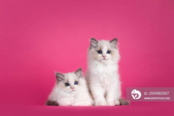 Two adorable Ragdoll cat kittens, laying and sitting beside each other facing front. Looking towards camera with amazing blue eyes. Isolated on a pink background.