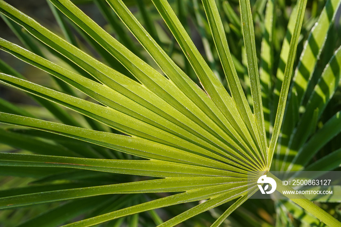 A fresh green leaf of a Chamaerops palm