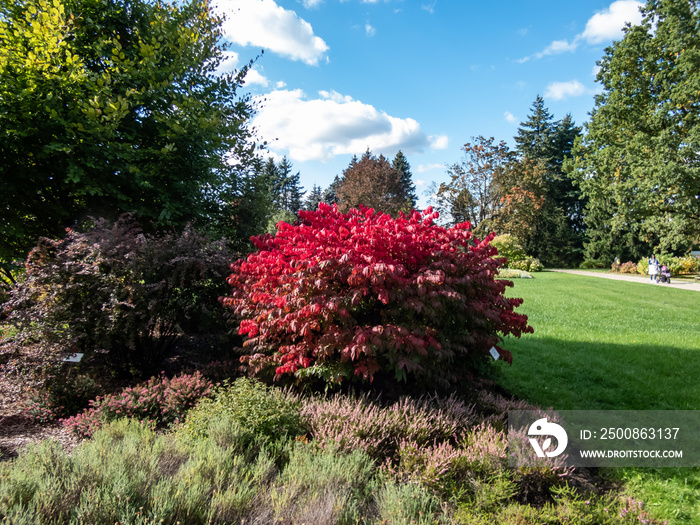 Beautiful, colorful - pink and red leaves of popular ornamental plant winged spindle, winged euonymus or burning bush (Euonymus alatus (thunb,) Siebold) ’Compactus’