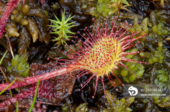 Round-leaved sundew (Drosera rotundifolia) growing in moss on tranquil green background.