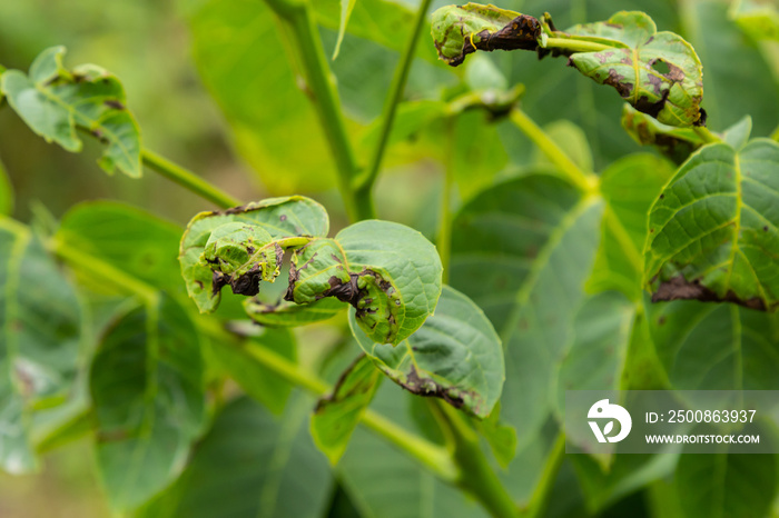 Walnut anthracnose or walnut black spot - Gnomonia, Ophiognomonia leptostyla, fungal plant pathogen